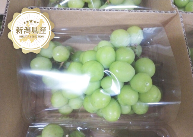 シャイン家庭用メイン3