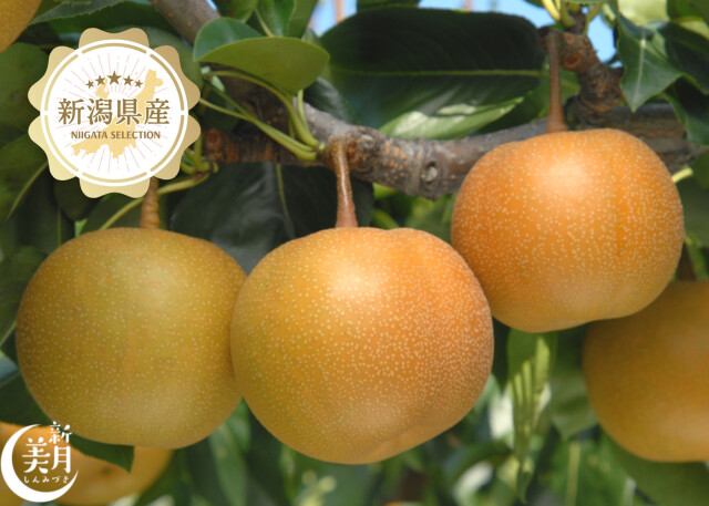 新潟青果市場「愛菜園倶楽部」｜新潟県産 新高梨【秀品・大玉】－市場