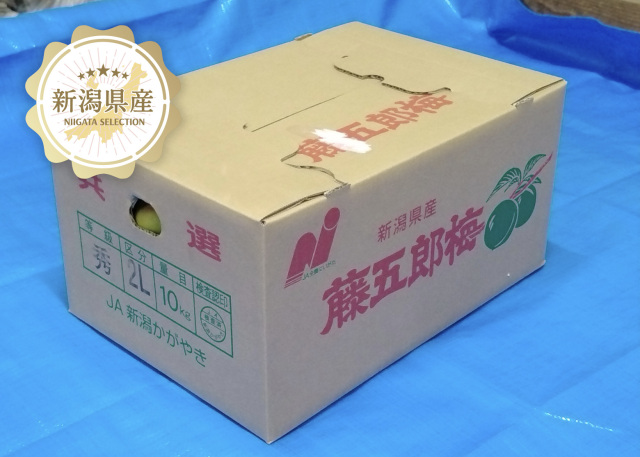 【Peaさま専用】藤五郎梅　新潟県産　梅　10kg　13,000円（送料込） 新潟青果市場「愛菜園倶楽部」｜新潟市 亀田地区産 藤五郎梅－市場の