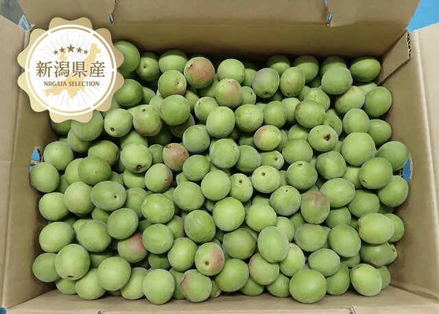 【Peaさま専用】藤五郎梅　新潟県産　梅　10kg　13,000円（送料込） 新潟青果市場「愛菜園倶楽部」｜新潟市 亀田地区産 藤五郎梅－市場の