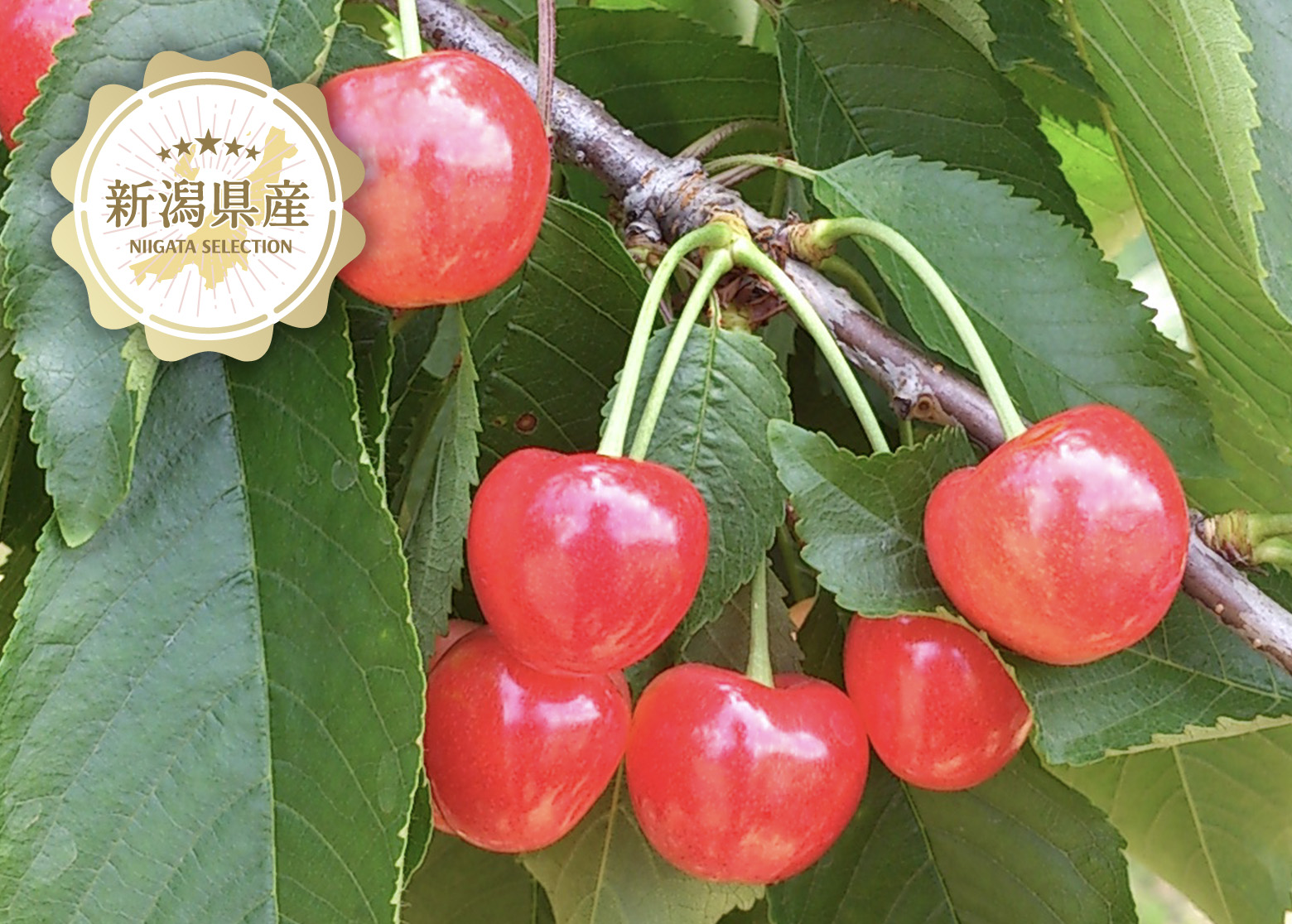 新潟青果市場「愛菜園倶楽部」｜新潟県 聖籠町産／山形県産