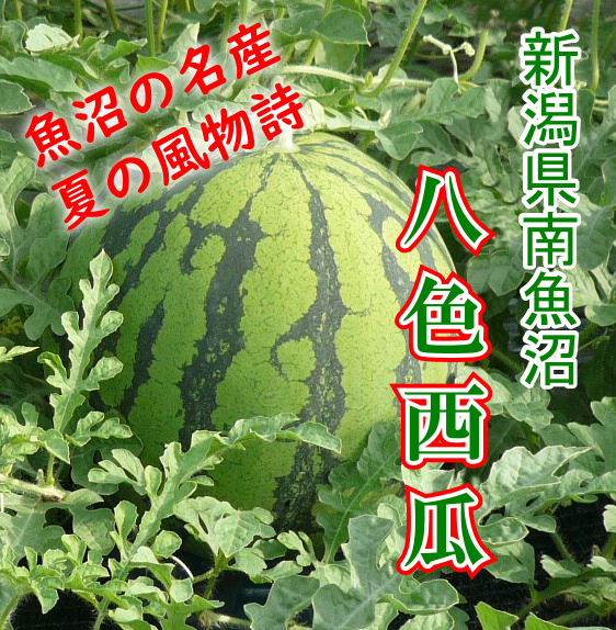 新潟県魚沼地区産 八色西瓜 やいろすいか 2l 1玉入 送料負担地域あり お中元 7月下旬出荷開始