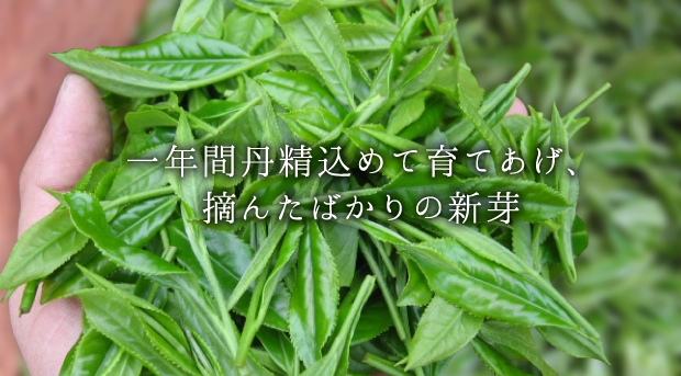 静岡茶・川根茶の相藤農園 農林水産大臣賞受賞