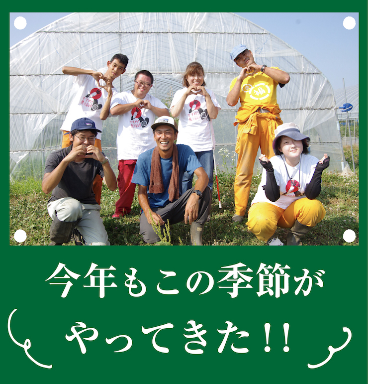 ハレトケミニトマト2021