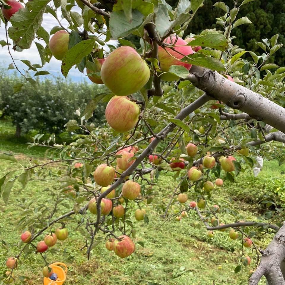 9月上旬色づき始めたりんごたち