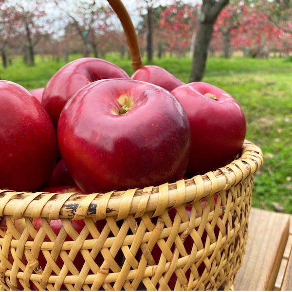 6本入り】自然栽培のリンゴ繋＜つなぐ＞100%ジュース MIRACLE APPLE