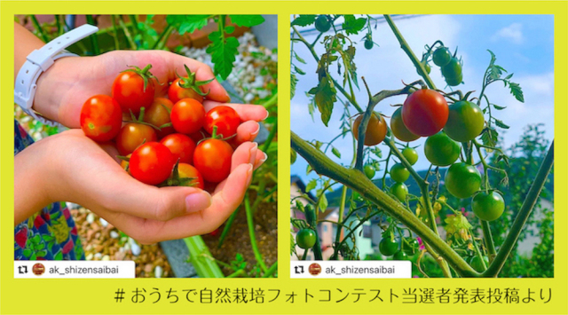 野菜苗①