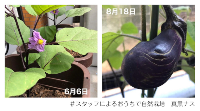 野菜苗②