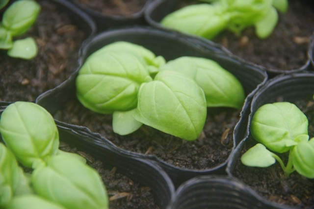 自然栽培の野菜苗 ミニトマト バジル