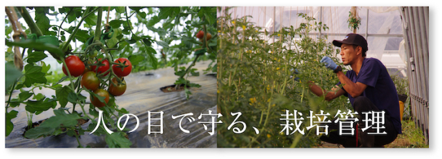 ミニトマト13