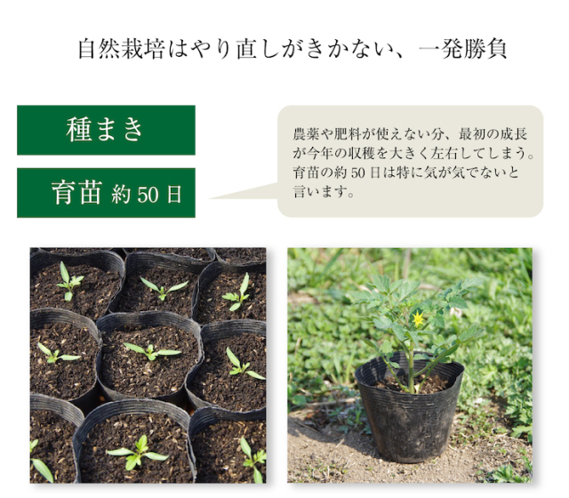 ミニトマト14