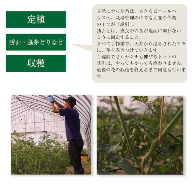 ミニトマト15
