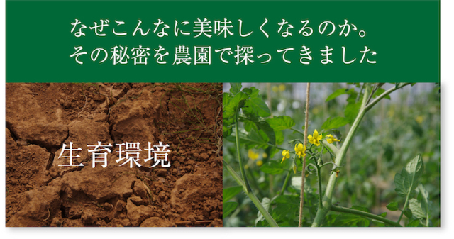 ミニトマト9