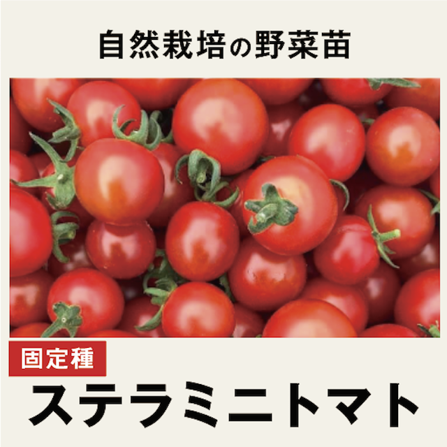 ミニトマト　野菜苗トップ