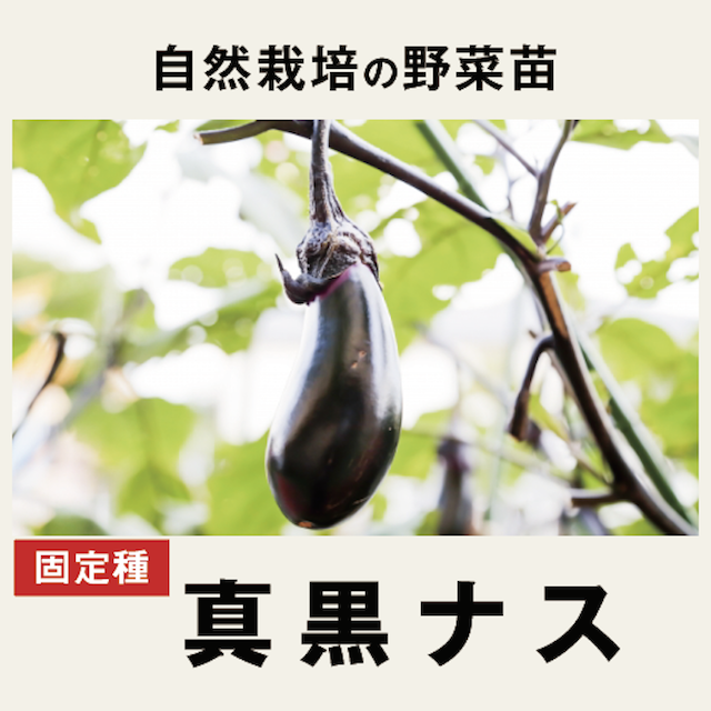 ナス　野菜苗　トップ