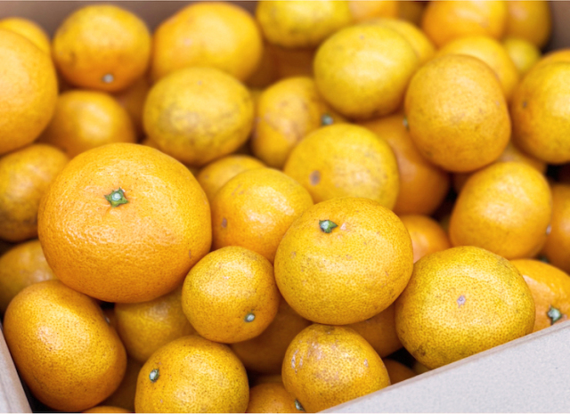 しげのみかん　お届けイメージ２