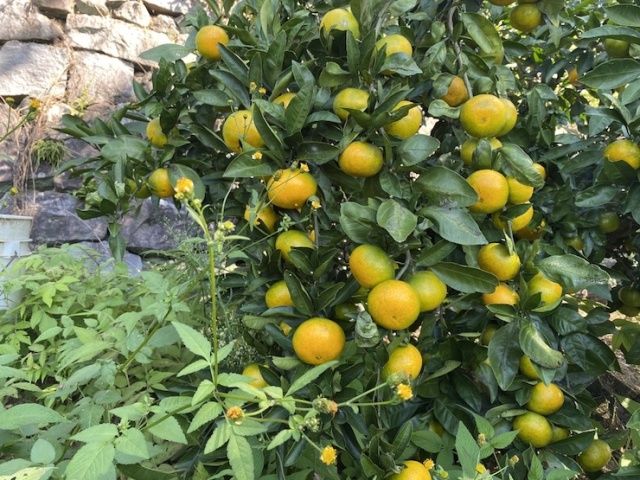 しげのみかん　農園風景02