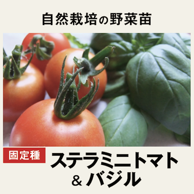 グリーンドクターズトマトの種(自然栽培) グリーンドクターズトマトの種(自家採種)