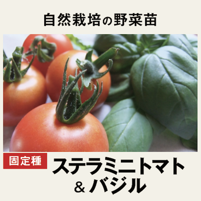 ミニトマト＆バジル　野菜苗　トップ