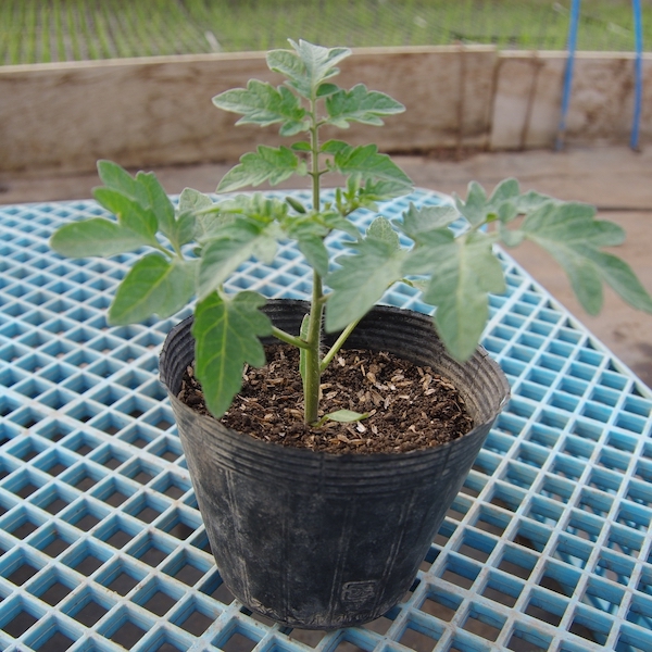 自然栽培の野菜苗 ミニトマト バジル