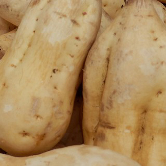 黄金ハツダレ 明るい農村