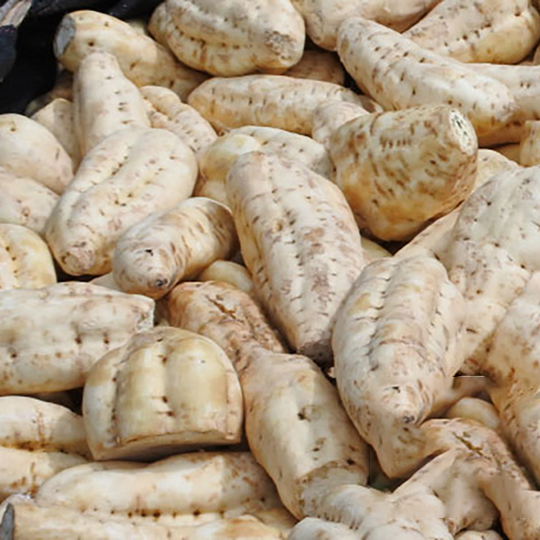 10年古酒 明るい農村