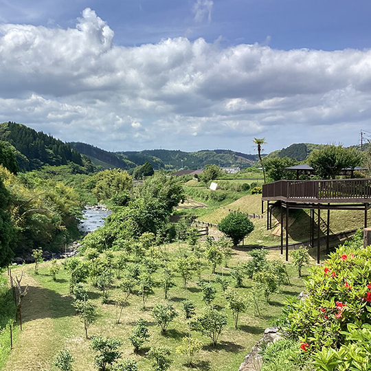 10年古酒 明るい農村