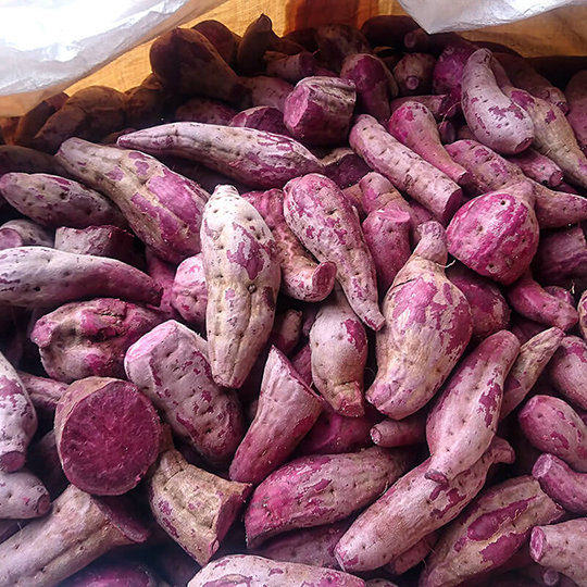 赤芋仕込み　明るい農村蒸留したて