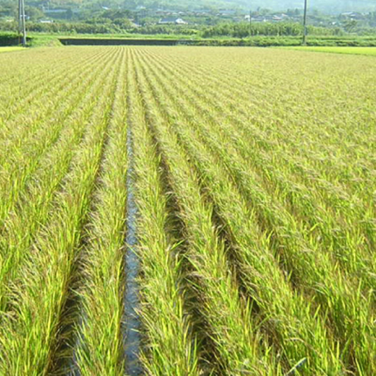 明るい農村　Happy people