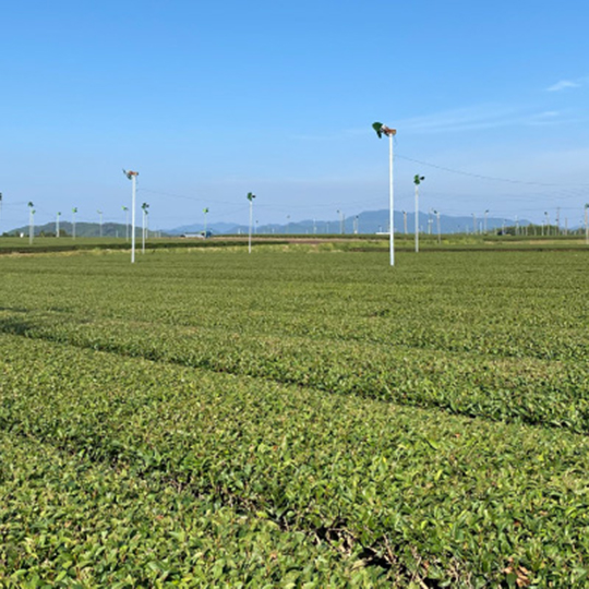 明るい農村　霧島茶スピリッツ