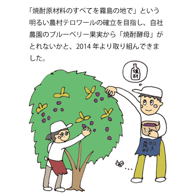 天然酵母仕込み 芋焼酎