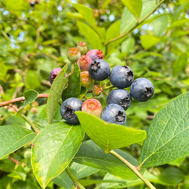 天然酵母仕込み 芋焼酎　農村2号