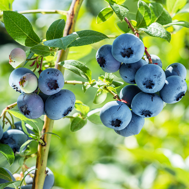 農村のブルーベリー酒