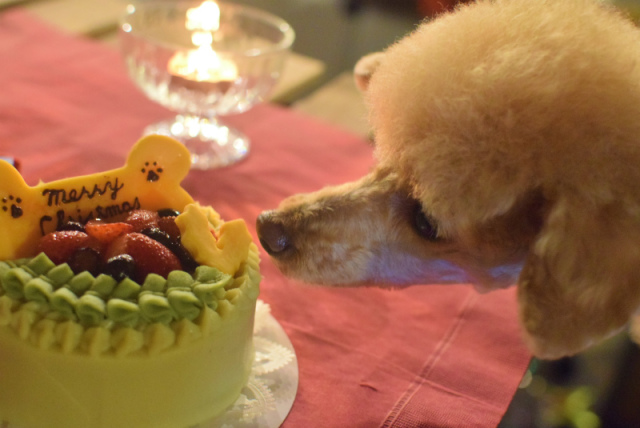 犬猫用☆クリスマスケーキ　12センチ【冷凍】