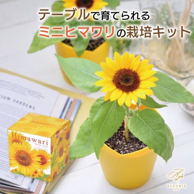 母の日 ギフト ミニひまわり 栽培セット プレゼント 人気 ランキング 通販 職場 彼女 お菓子以外 雑貨 テーブルウェア おしゃれ かわいい 20代 30代 40代 女性 母の日
