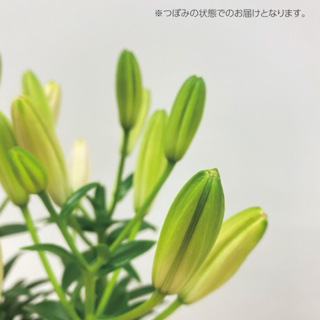 送料無料 ユリ 鉢植え シュガーラブ ギフト 花 プレゼント 人気 ランキング おしゃれ 可愛い 母の日２０２２