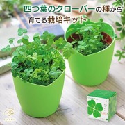母の日 ギフト 四つ葉のクローバー栽培セット プレゼント 人気 ランキング 通販 職場 彼女 お菓子以外 雑貨 テーブルウェア おしゃれ かわいい 20代 30代 40代 女性 母の日
