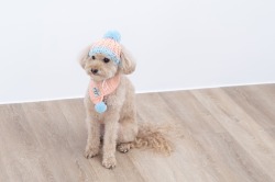 【Pukana】【ペットアイテム2025AW】ポンポン付きニット帽【１点までメール便配送OK！送料250円】