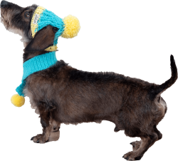 【Pukana】【ペットアイテム2025AW】ポンポン付きマフラー【２点までメール便配送OK！送料250円】