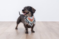 【Pukana】【ペットアイテム2025AW】ペット用クロシェバンダナ【２点までメール便配送OK！送料250円】