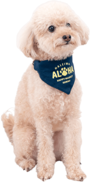 【HALEIWA HAPPY MARKET】【ペットアイテム2025AW】ペット用スウェットバンダナ【２点までメール便配送OK！送料250円】