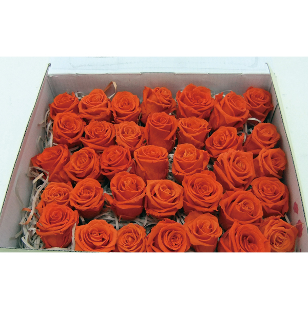 アウトレット！ エクアドル産バラ35輪