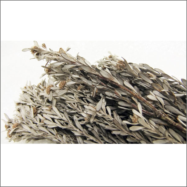 アウトレット！エクアドル産プベセンス　シルバーホワイト大束