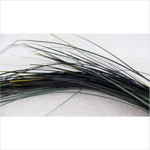 アウトレット！エクアドル産ベアグラス大束