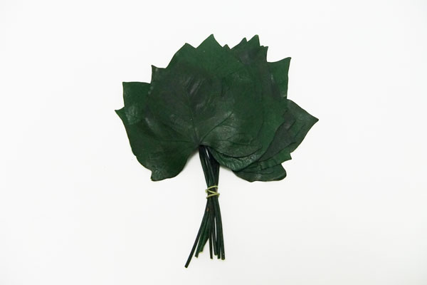 アウトレット！エクアドル産ヘデラリーフ グリーン