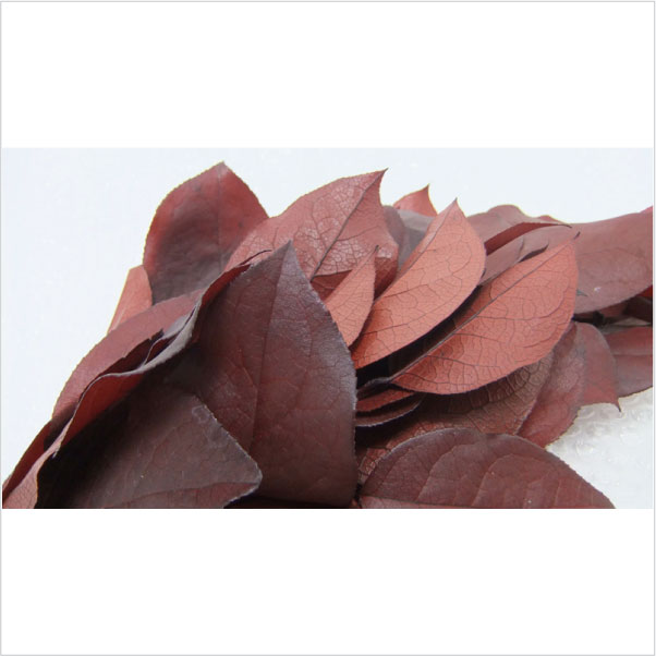 エクアドル産レモンリーフ　レッド　大束