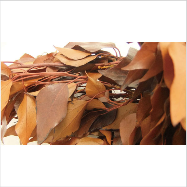 エクアドル産アイビー　ブラウン大束がこのお値段！