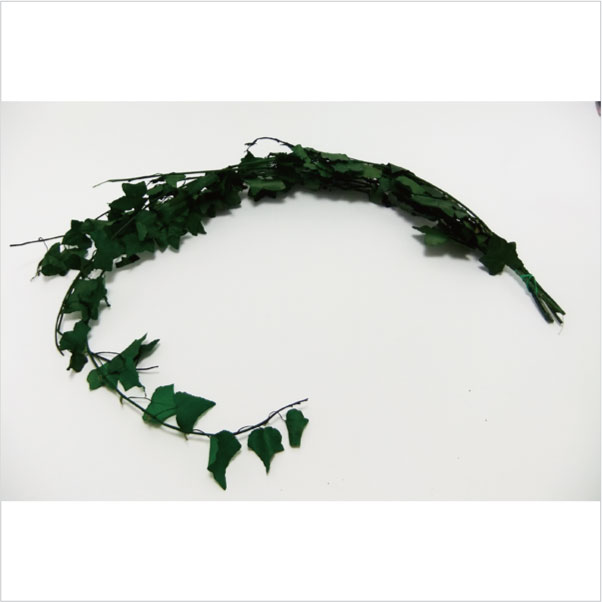 エクアドル産アイビーツタ　大束がこのお値段！