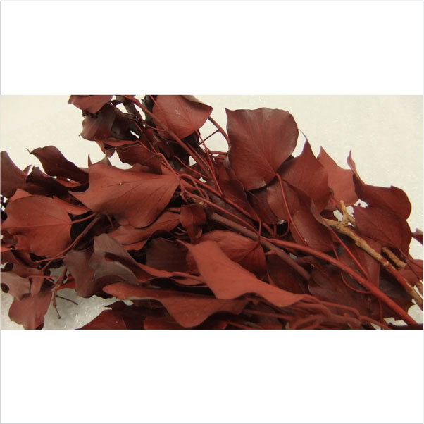 エクアドル産アイビー　ワインレッド大束がこのお値段！