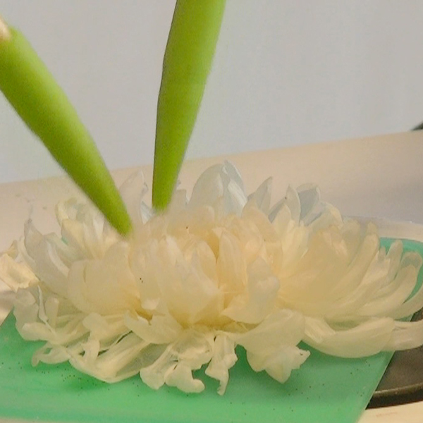 菊のブルーミング（開花）